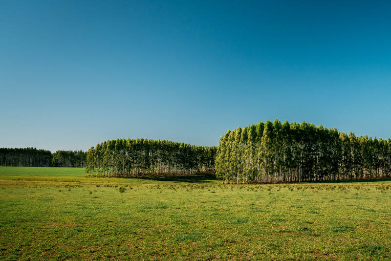 How do UPM’s eucalyptus plantations affect the ecological and social ...