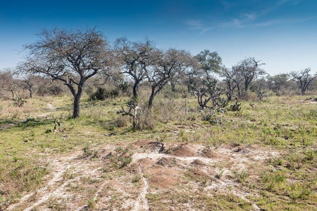 Protecting biodiversity in Uruguay | UPM Pulp